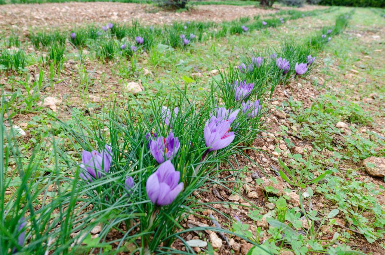 Agriturismo Panacea Bed & Breakfast Santa Cesarea Terme Dış mekan fotoğraf